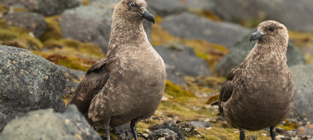 Five scenarios for the future of Antarctic life