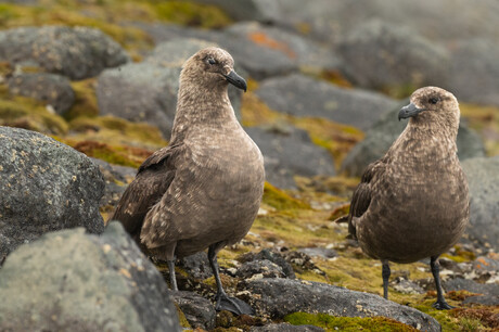 Five scenarios for the future of Antarctic life