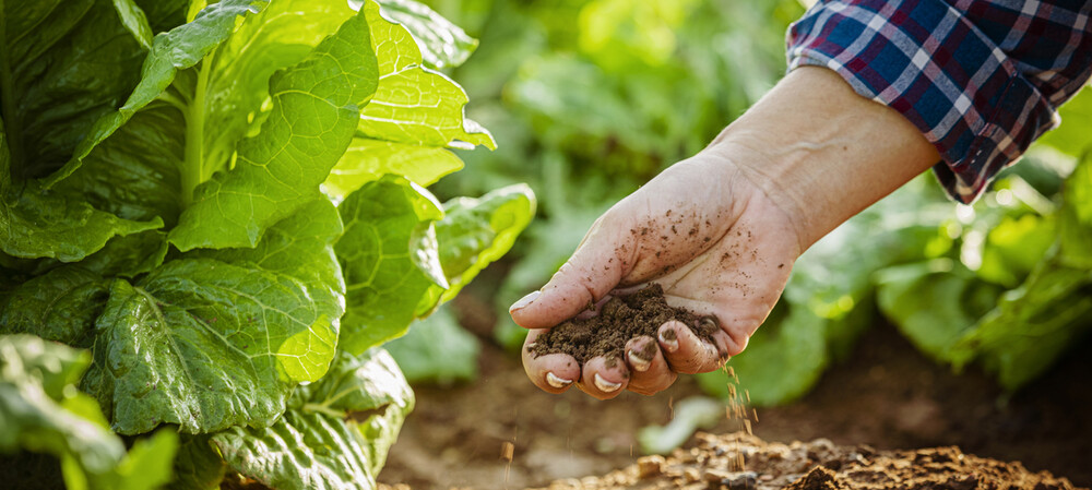Turning high-emissions waste into fertiliser: study