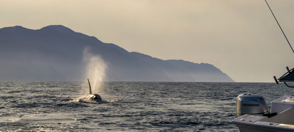 Who's afraid of killer whales? &mdash; white sharks and prolonged absences