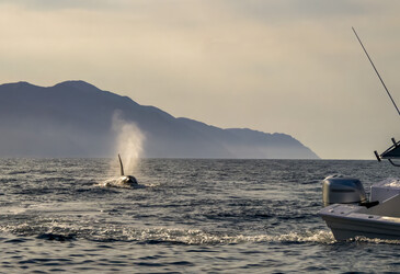 Who's afraid of killer whales? &mdash; white sharks and prolonged absences