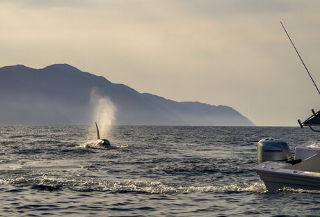 Who's afraid of killer whales? &mdash; white sharks and prolonged absences