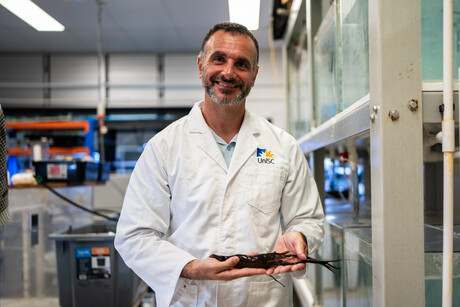 Hatching a market for a giant Aussie prawn