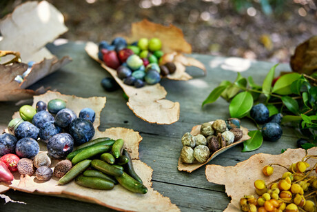 Call for legislation and greater Indigenous control over native foods