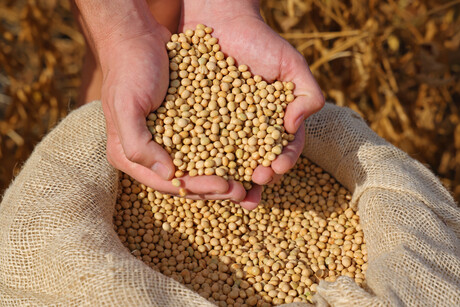 Health claim secured for soy protein in Australia and NZ