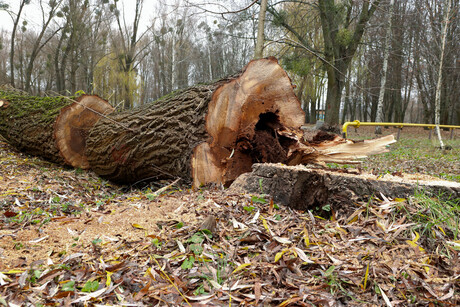 Worker struck by falling tree trunk lands company $70K fine