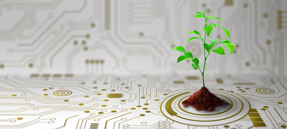 Fungi-based semiconductors for flexible electronics