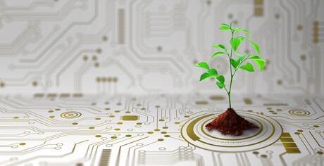 Fungi-based semiconductors for flexible electronics