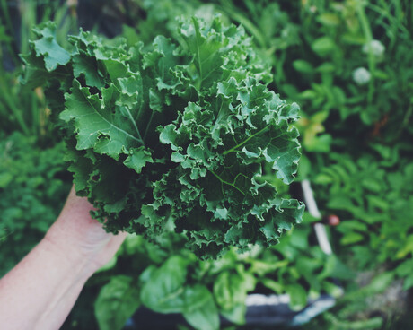 Leafy greens identified as potential metal mining tools