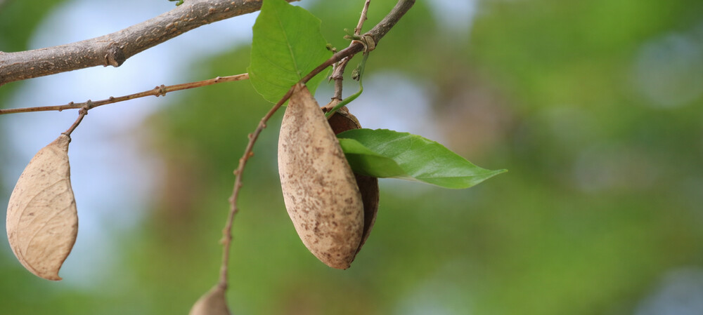 Ecopha Biotech announces strategic cross-border model