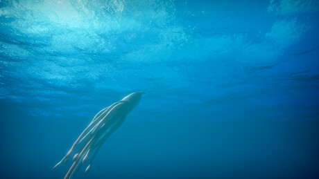 Giant squid found hidden in submarine canyons off Western Australia