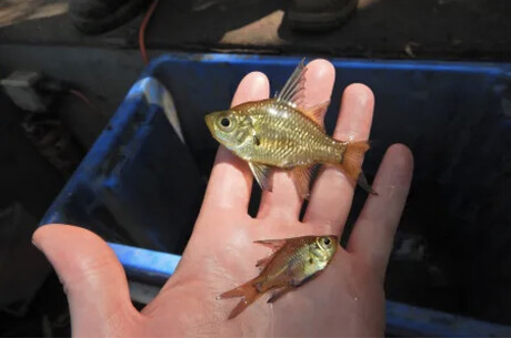 Museum specimens support future biodiversity monitoring