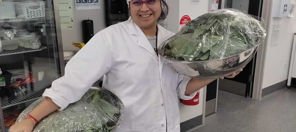 Ultrasound improves protein recovery from cauliflower waste