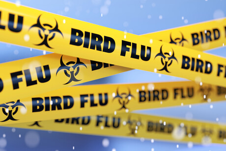 Australia's first cases of H5 avian influenza confirmed