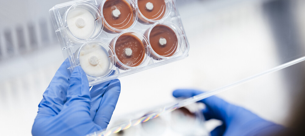 Detoxifying 'super fungi' may recover critical minerals