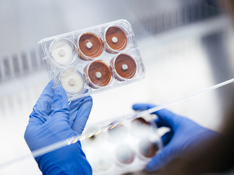 Detoxifying 'super fungi' may recover critical minerals