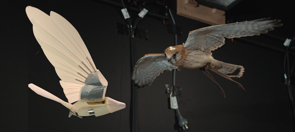 Bio-inspired robotic bird has stable flight in its sights