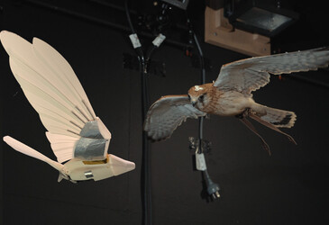 Bio-inspired robotic bird has stable flight in its sights