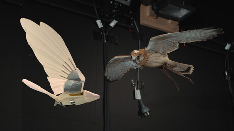 Bio-inspired robotic bird has stable flight in its sights
