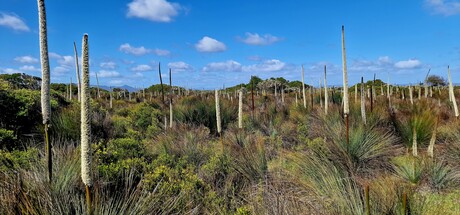 $142m project to invest in Tasmanian forestry plantations