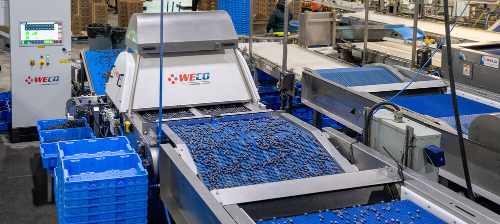 Blueberry packing house automates sorting after expansion