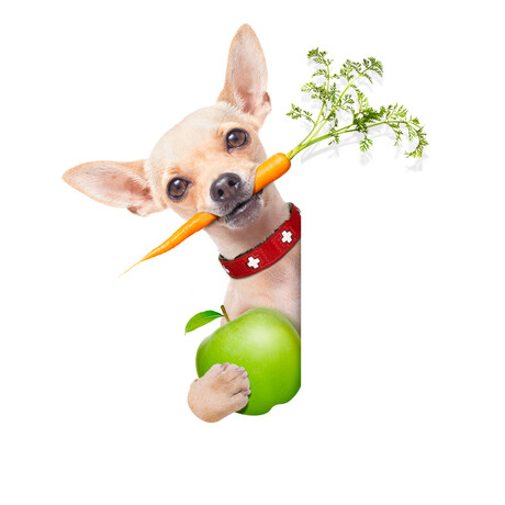 Vegan dog and cat foods put under the microscope