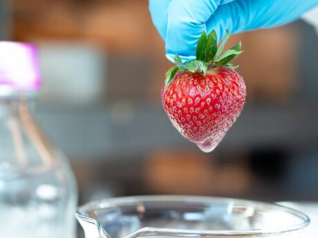 Edible coating to keep strawberries fresh without refrigeration