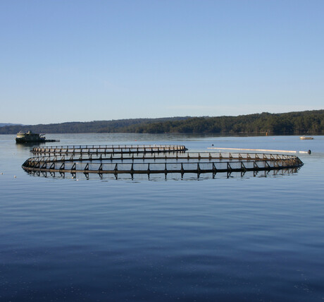 Nanoantibody technology to address aquaculture challenges