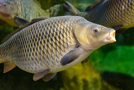 Common carp relatives could help stop virus spreading