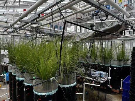 Smart stormwater system removes harmful pollutants