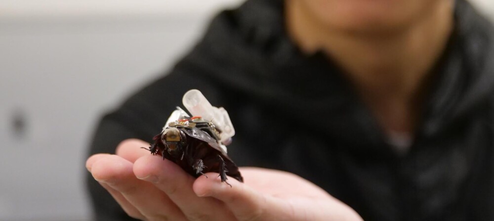 Could 'swarms' of giant cyborg cockroaches be the future of disaster sites care?