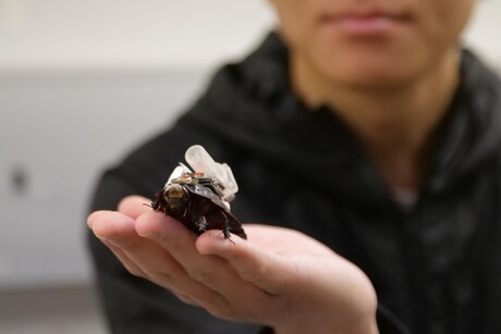 Could 'swarms' of giant cyborg cockroaches be the future of disaster sites care?
