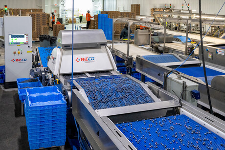 Blueberry packing house automates sorting after expansion