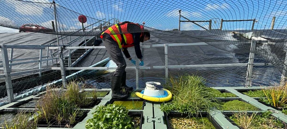 Floating wetland pods cut greenhouse gas emissions