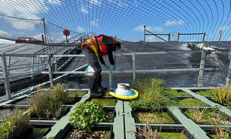Floating wetland pods cut greenhouse gas emissions