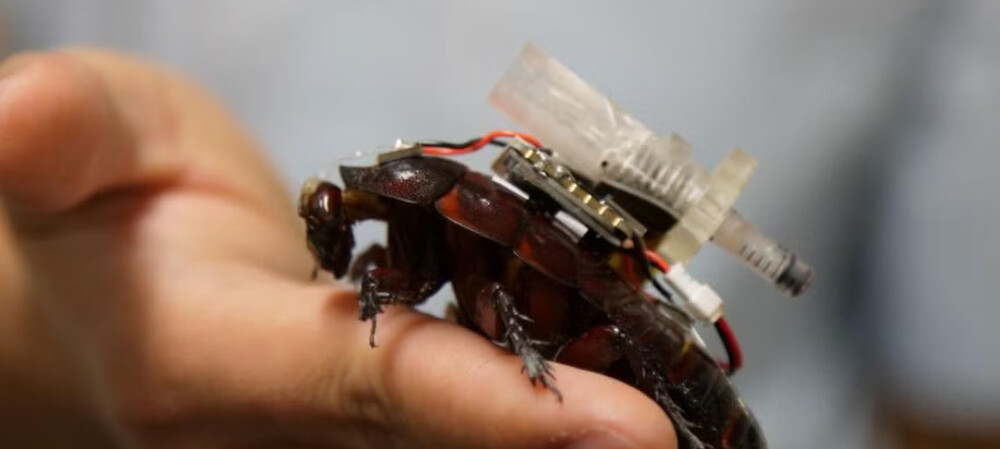 Cyborg cockroaches carry electronics into disaster zones