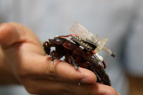 Cyborg cockroaches carry electronics into disaster zones