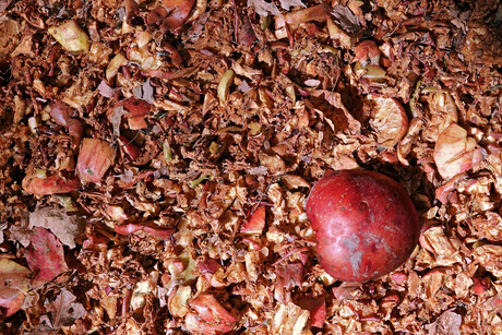 Turning apple by-products into food packaging of the future
