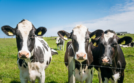 Barry Callebaut's low-carbon dairy partnership with Arla Foods