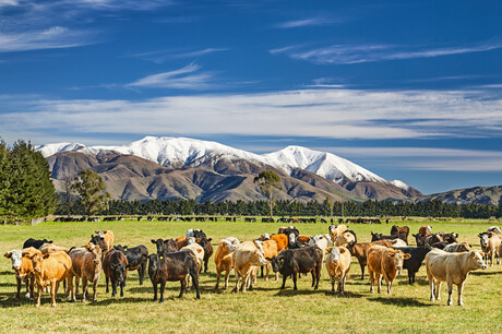 Dairy leaders will converge in NZ for the IDF World Dairy Summit