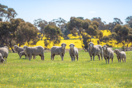 Grants awarded to assist WA sheep producers and processors