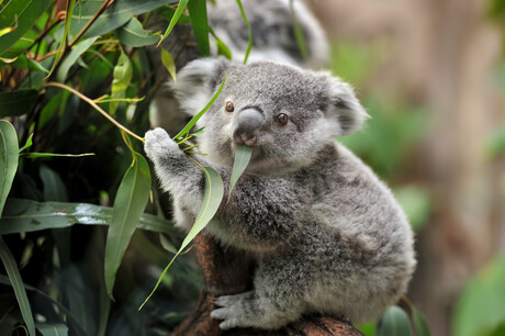 Biodiversity Standard launched to improve nature outcomes