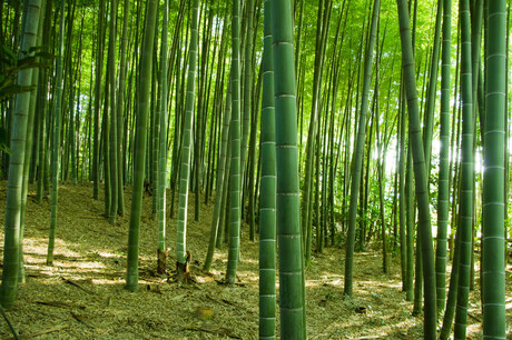 Roadmap released for Australia's bamboo industry