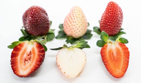 Flavour-first technology for fruit development