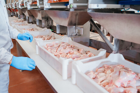 Blue-light approach to reducing <em>Campylobacter</em><em> </em>in poultry