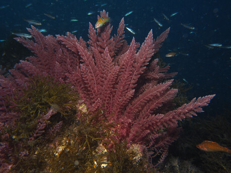 Fremantle Seaweed acquires onshore seaweed technology