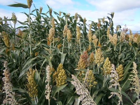 Breeding sorghum to feed the world Breeding sorghum to feed the world